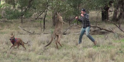 Guy Saves Dog By Punching Kangaroo in the Face