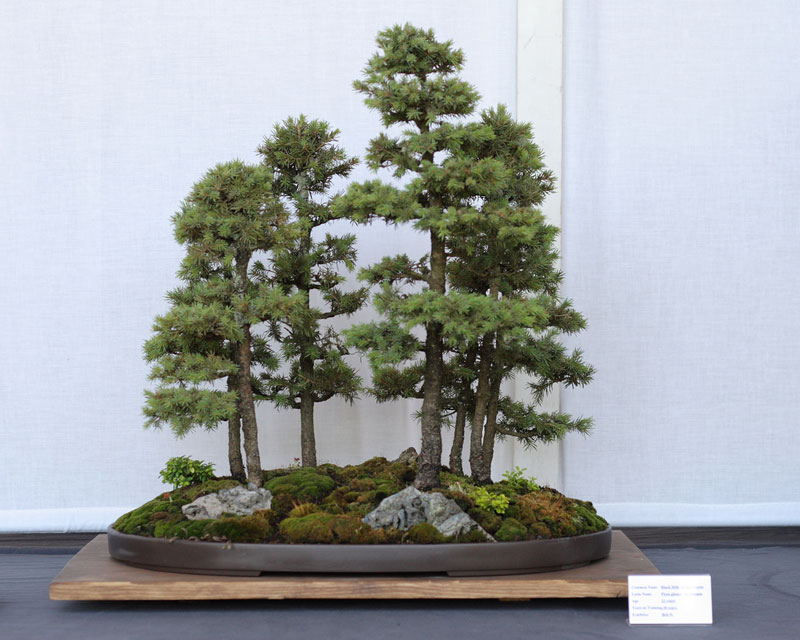 miniature bonsai forests 1 15 Beautiful Bonsai Forests