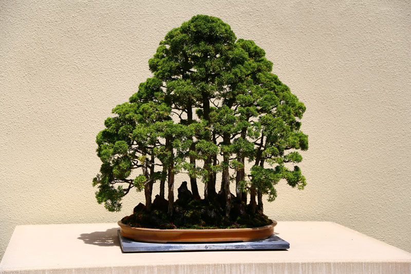 miniature bonsai forests 10 15 Beautiful Bonsai Forests
