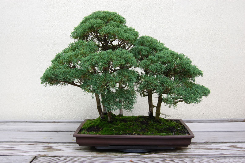 miniature bonsai forests 2 15 Beautiful Bonsai Forests