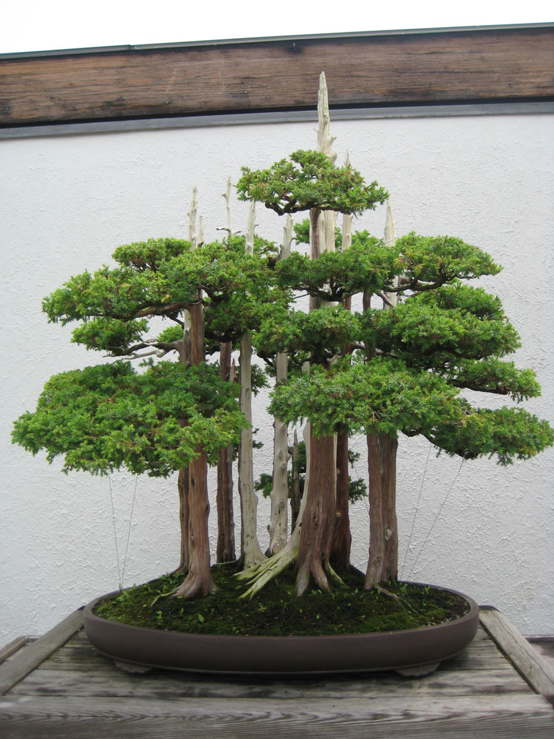 15 Beautiful Bonsai Forests » TwistedSifter