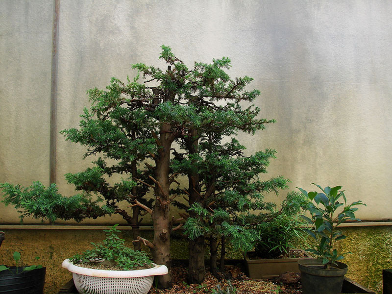 miniature bonsai forests 9 15 Beautiful Bonsai Forests