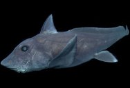 Rare Deep-Sea Ghost Shark Observed for First Time Ever in Natural Habitat