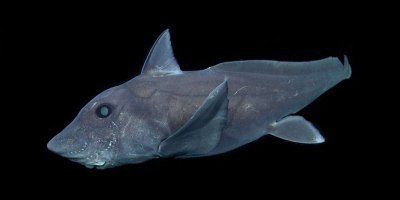 Rare Deep-Sea Ghost Shark Observed for First Time Ever in Natural Habitat