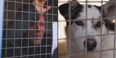 Rémi Gaillard Locks Himself in Cage for 87 Hours, Raises €200,000 and Gets 200 Dogs Adopted