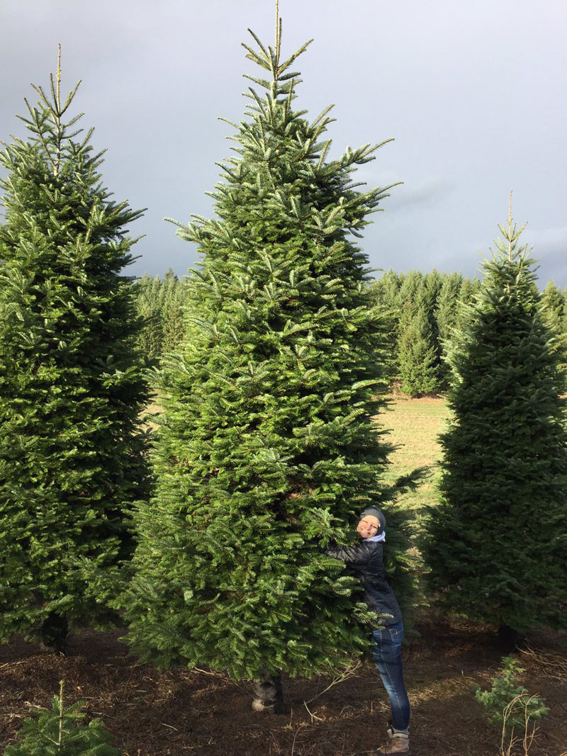 20 ft christmas tree price