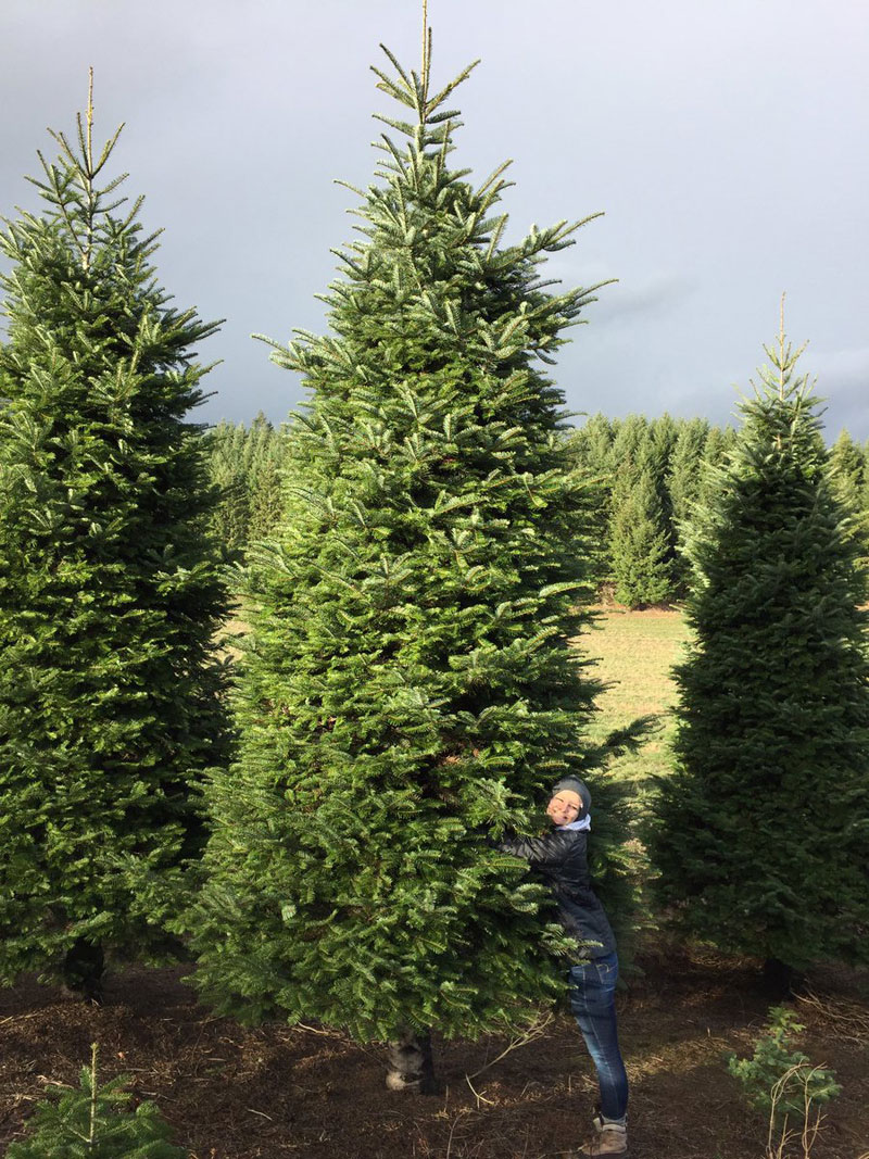 “We Bought a 20 ft Christmas Tree and Cut It In Half So It Goes Through