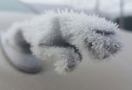 Picture of the Day: Ice Jaguar