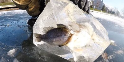 Pike Found Frozen in Ice While Trying to Eat a Bass