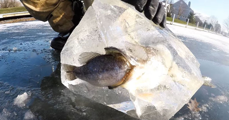 Pike Found Frozen in Ice While Trying to Eat a Bass