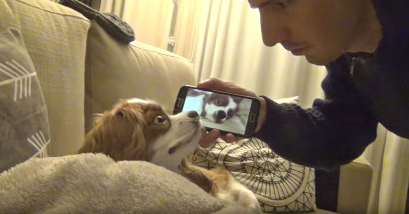 Just a Snoring Dog Being Awakened by a Video of Him Snoring