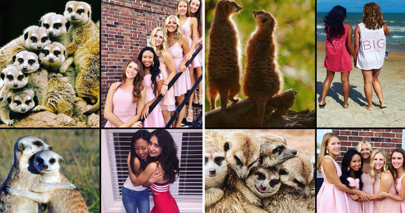 Someone Noticed Sorority Sisters Pose Like Meerkats and There are Photos to Prove It