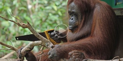 Just a Wild Orangutan Using a Saw