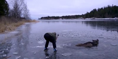 Awesome Couple on Skates Use Axe to Rescue Moose that Fell Through Ice