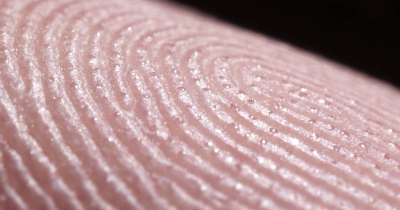 Macro Timelapse Reveals the Hundreds of Sweat Glands on the Tip of Your ...