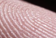 Macro Timelapse Reveals the Hundreds of Sweat Glands on the Tip of Your Finger Alone