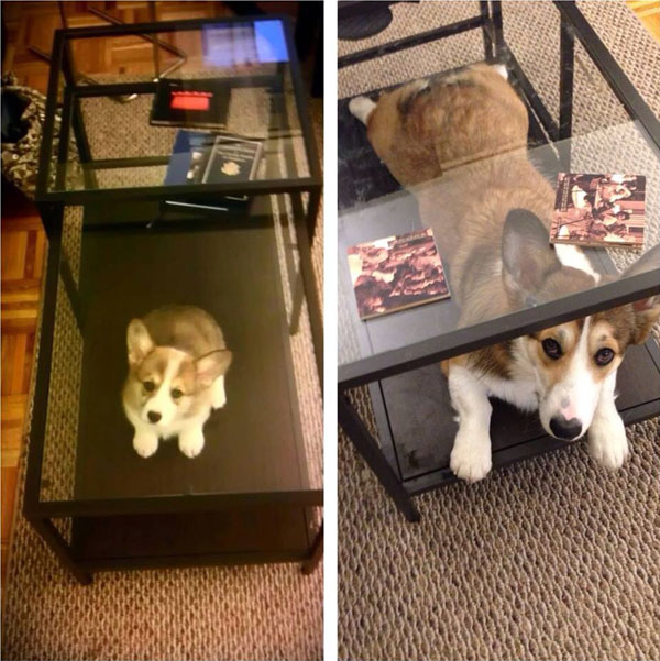 puppies dogs then and now 1 18 Then and Now Photos of Puppies/Dogs That Will Restore Your Faith in Everything