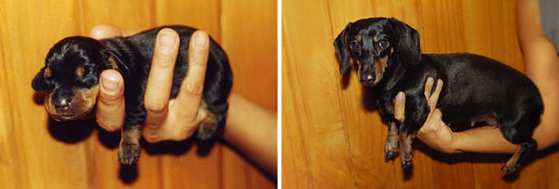 puppies dogs then and now 14 18 Then and Now Photos of Puppies/Dogs That Will Restore Your Faith in Everything