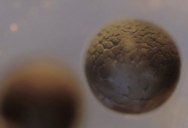 Incredible Timelapse Captures Cell Division in a Tadpole Egg