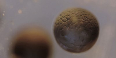 Incredible Timelapse Captures Cell Division in a Tadpole Egg