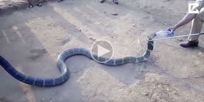 King Cobra Wanders Into Village Due to Drought and Drinks Water from Rescuers' Bottle