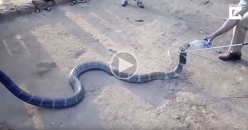 King Cobra Wanders Into Village Due to Drought and Drinks Water from Rescuers’ Bottle