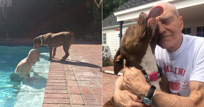 patrick stewart pitbull dog Sir Patrick Stewart is Fostering a Rescued Pit and the Two of Them are Adorable