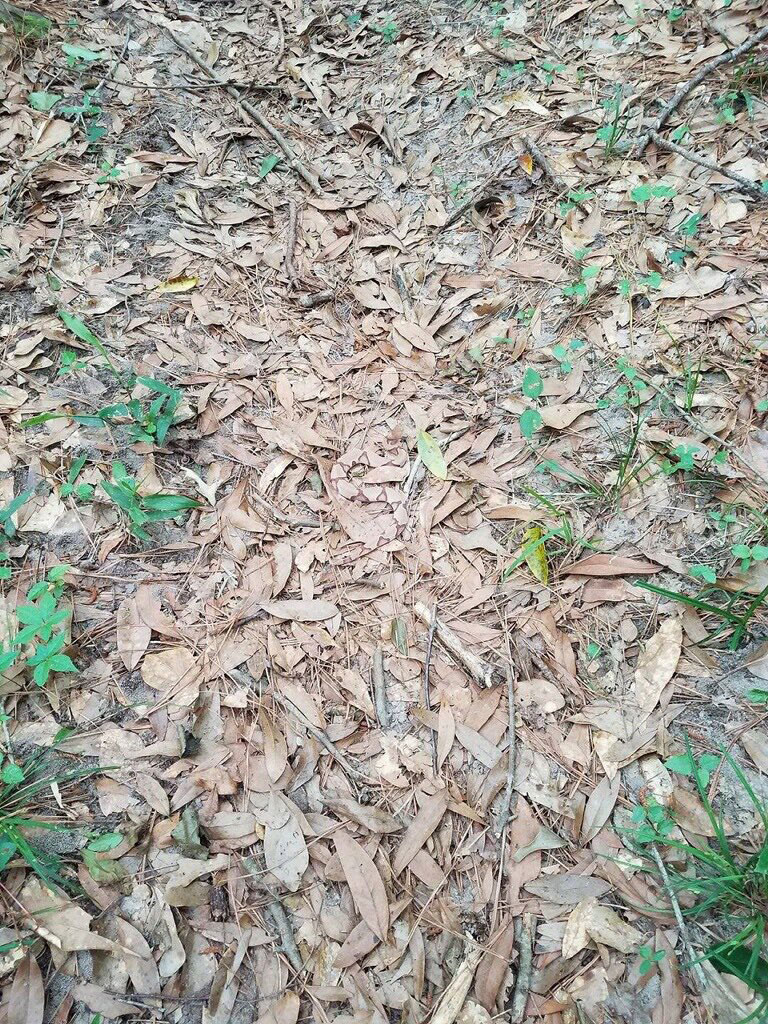 camo snake in leaves copperhead twitter Theres a Venomous Snake in this Photo