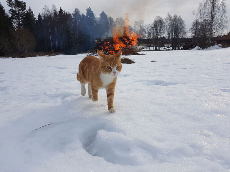 cat walking away from fire Picture of the Day: Villain Cat