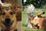 10 Funny Highlights from the 2017 Comedy Pet Photography Awards