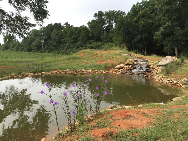 instead of an in ground swimming pool this guy built his own natural swim pond 22 Forget an In Ground Swimming Pool, this Guy Built His Own Natural Swim Pond!