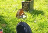 Mom Brought to Tears When Wild Bird Comforts Her While Visiting Son’s Grave