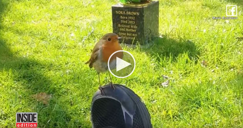Mom Brought to Tears When Wild Bird Comforts Her While Visiting Son's Grave