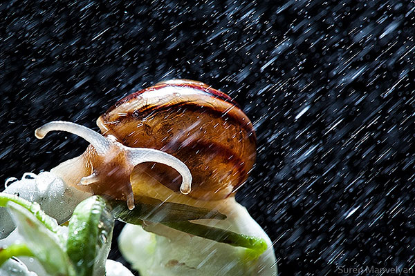 snails caught in rainstorm by suren manvelyan 2 These Close Ups of Snails in a Rainstorm are Beautiful