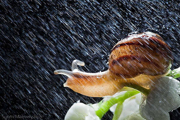 snails caught in rainstorm by suren manvelyan 3 These Close Ups of Snails in a Rainstorm are Beautiful