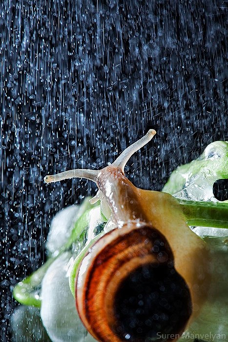 Snail Raining These Close-Ups of Snails in a Rainstorm are Beautiful - TwistedSifter