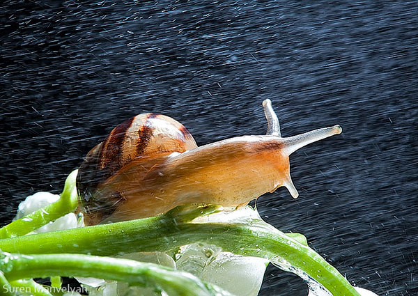 snails caught in rainstorm by suren manvelyan 7 These Close Ups of Snails in a Rainstorm are Beautiful