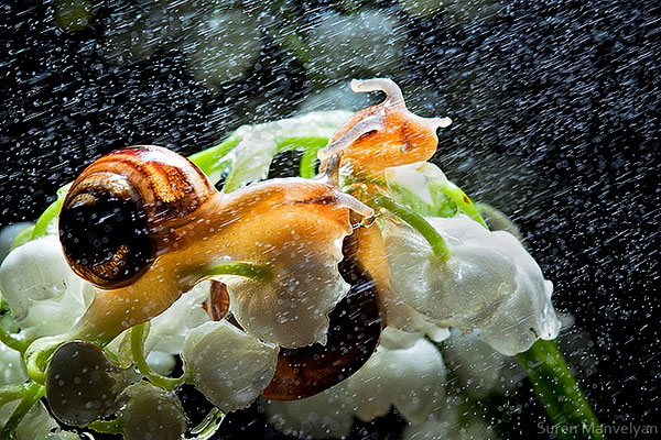 snails caught in rainstorm by suren manvelyan 8 These Close Ups of Snails in a Rainstorm are Beautiful