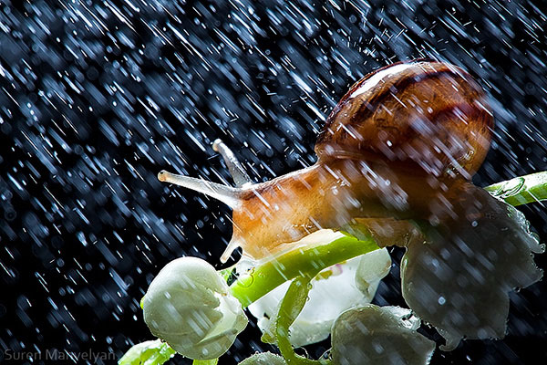 snails caught in rainstorm by suren manvelyan 9 These Close Ups of Snails in a Rainstorm are Beautiful