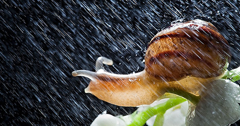 These Close-Ups of Snails in a Rainstorm are Beautiful