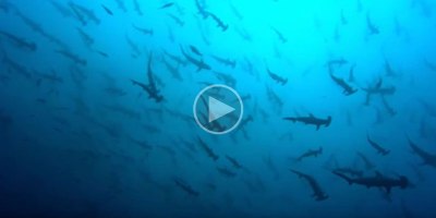 Just a Few Thousand Sharks Visiting a Sea Mount in the Pacific