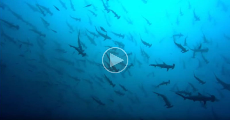 Just a Few Thousand Sharks Visiting a Sea Mount in the Pacific
