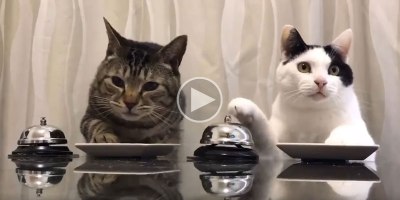 Just Two Cats Politely Ringing a Bell for Food
