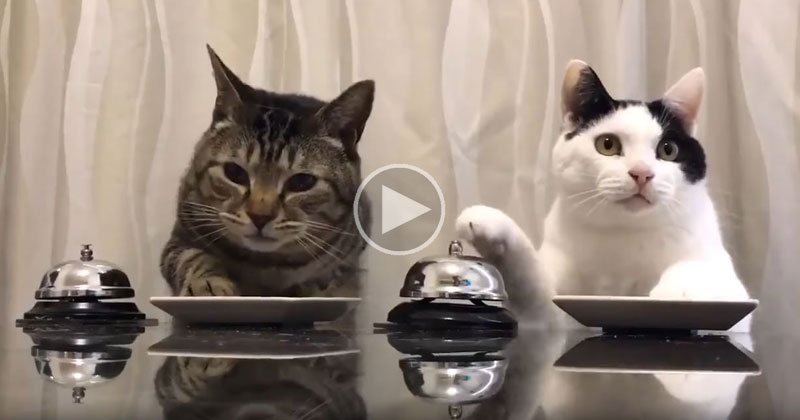 Just Two Cats Politely Ringing a Bell for Food
