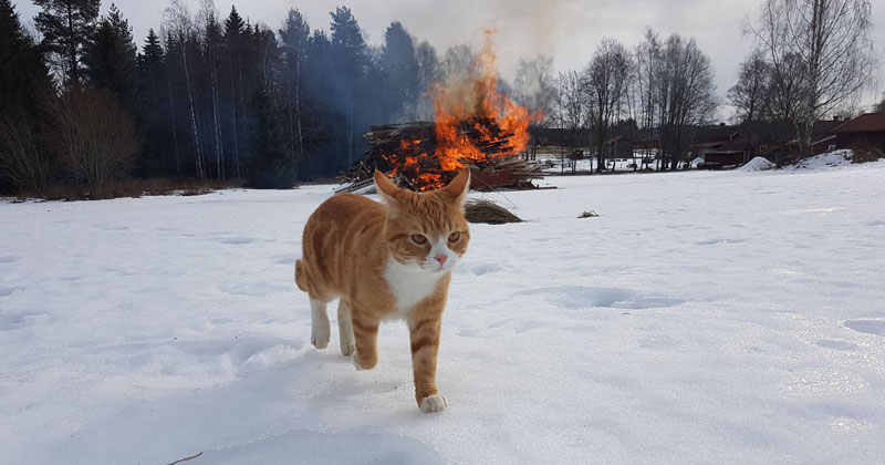 Picture of the Day: Villain Cat