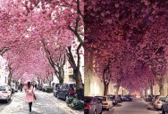 The Incredible Cherry Blossom Tunnels in the Old Town of Bonn, Germany