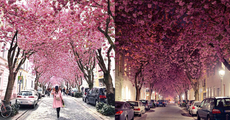 The Incredible Cherry Blossom Tunnels in the Old Town of Bonn, Germany