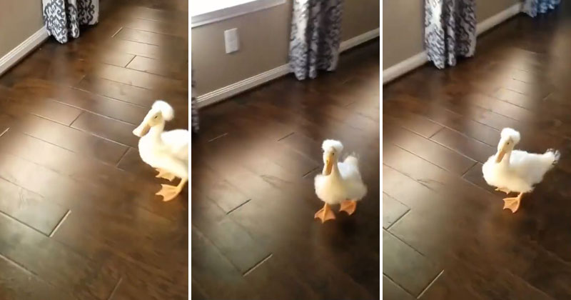 I'm a Simple Person and This Duck Running on Hardwood Makes Me Smile