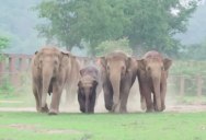 Excited Herd Rushes to Meet New Baby Elephant That Was Just Rescued