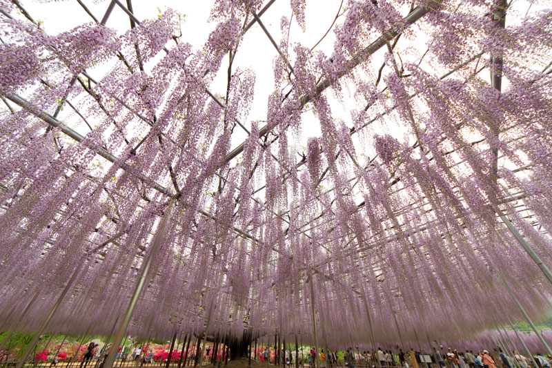 giant wisteria ashikaga flower park japan 3 The 100+ Year Old Wisteria at Japans Ashikaga Flower Park is Incredible